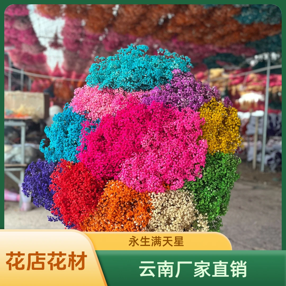 永生满天星推荐  云南鲜花真花材花店DIY手工花束批发  工厂直销