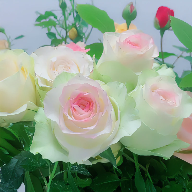 露天苗爱莎玫瑰花苗玫瑰苗月季花苗庭院盆栽浓香四季开花玫瑰老桩