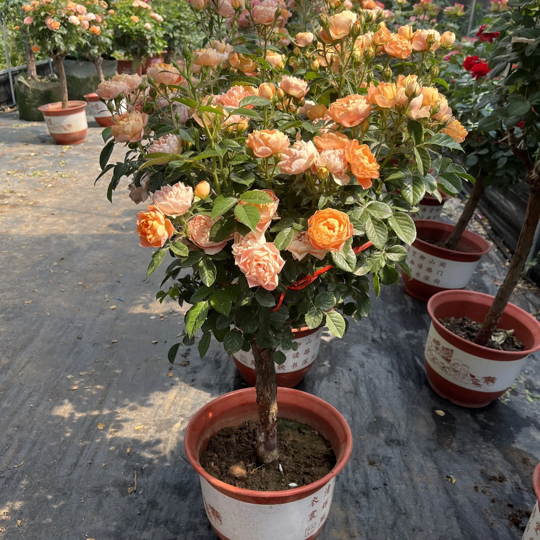 一物一拍蔷薇月季棒棒糖老桩树月季丰花欧月爆花多季
