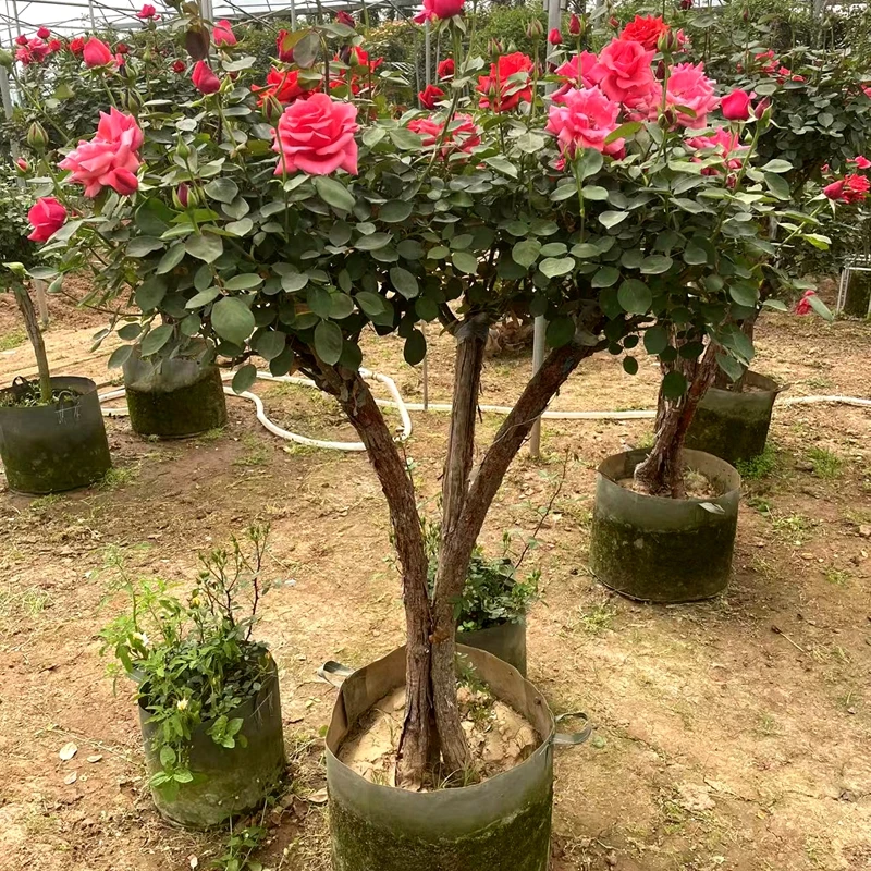 【一物一拍】阿寳花园老桩庭院造景树桩园林设计花卉