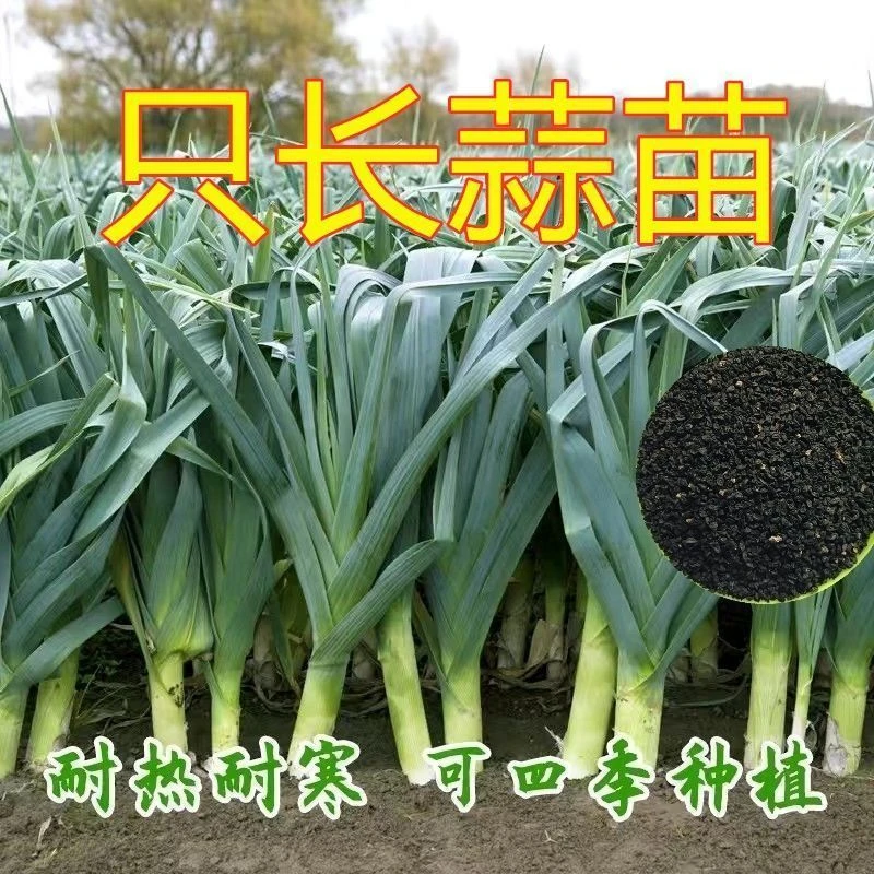 四季宽叶蒜苗种子一年四季三茬连续采收红皮蒜苗籽农家大田蔬菜籽