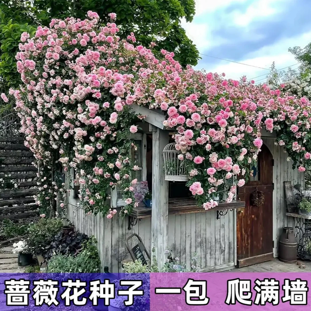 爬藤月季蔷薇花种子家庭阳台小院四季播种花海打造