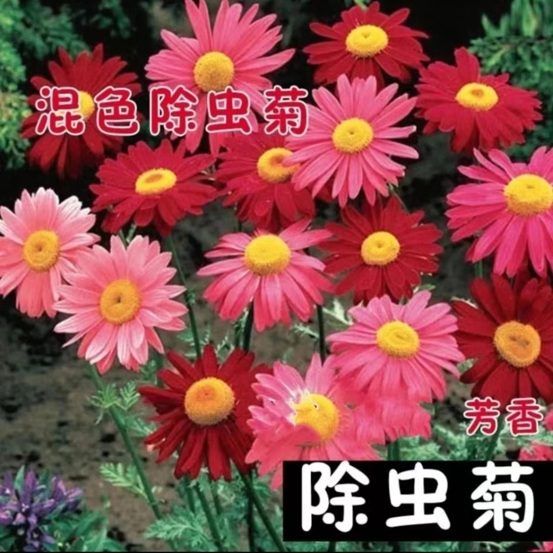 【除虫菊种子】四季播种四季多色阳台庭院种植春季新手可养混色适宜