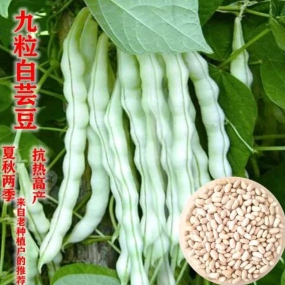 【九粒白芸豆种子】四季架豆老来白不老豆角籽压趴架摘不败