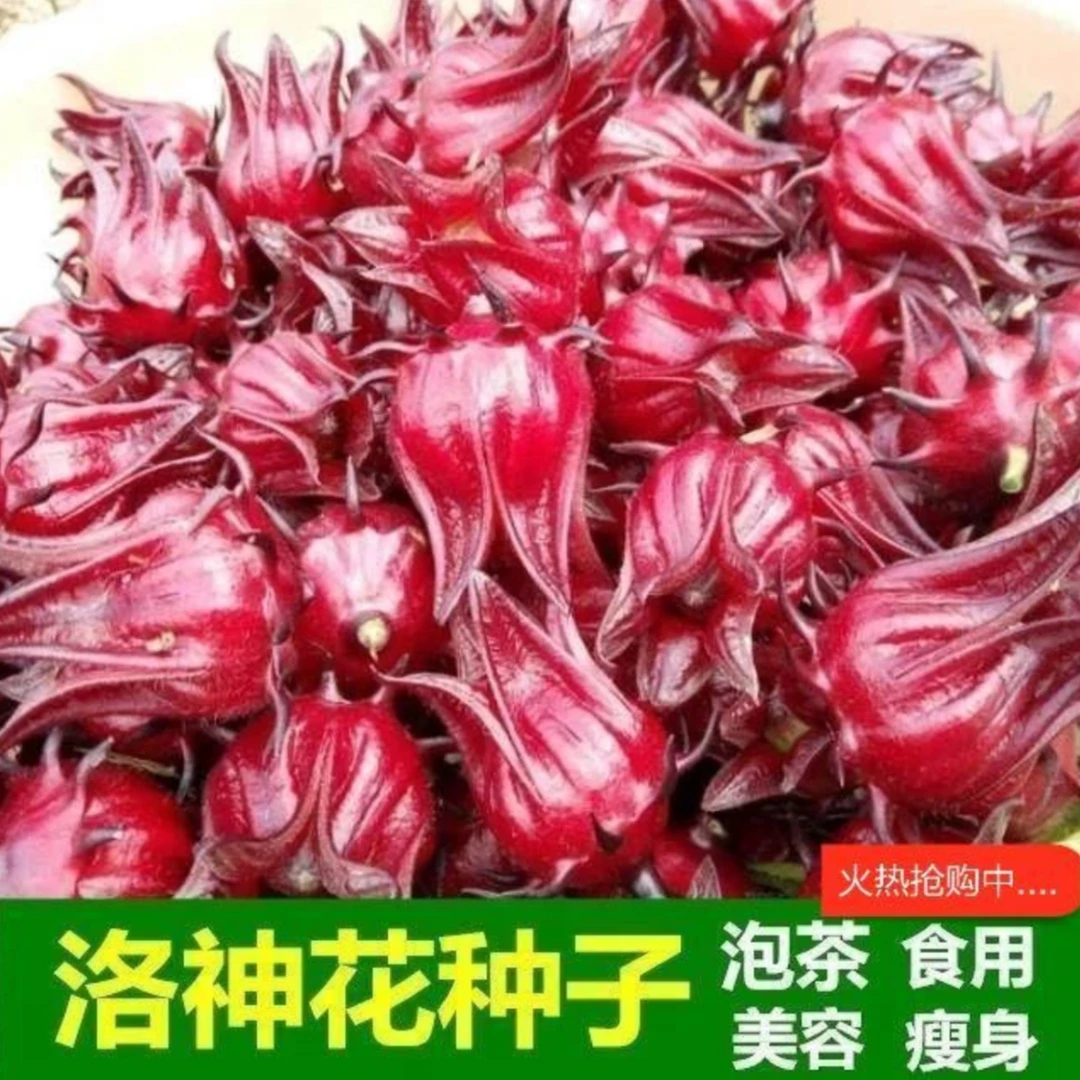 洛神花种子花草茶种籽耐寒抗热易活阳台小院