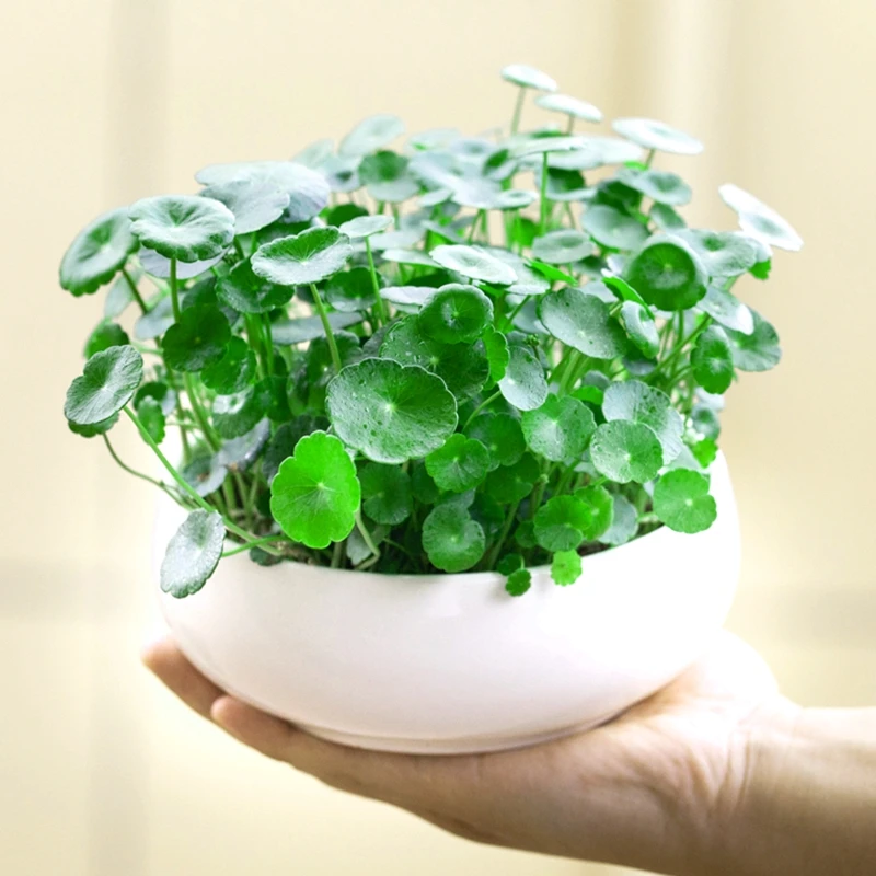 【9.9元3包铜钱草种子】水培办公室盆栽花卉绿植金钱草绿新手简单