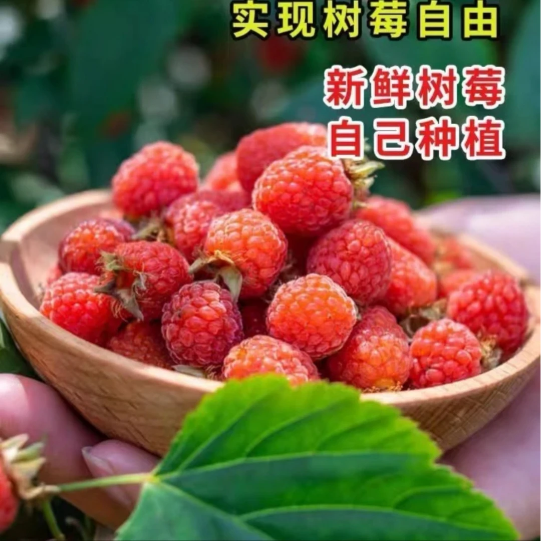 【红树莓种子】家庭阳台小院盆栽地栽四季种植易栽易活