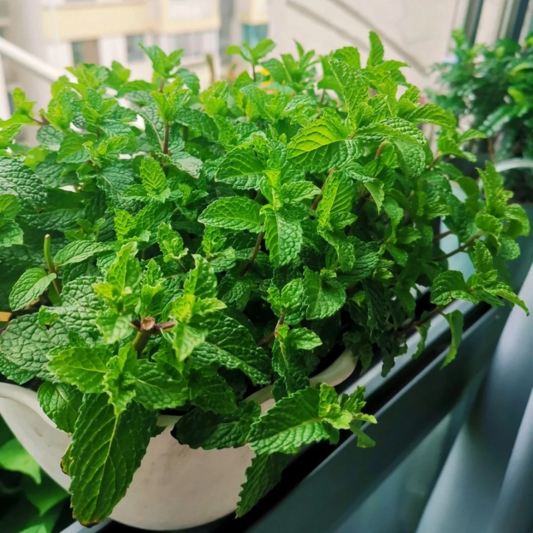 9.9元3包【驱蚊薄荷种子】四季薄荷阳台庭院可做饮品室外耐旱耐寒