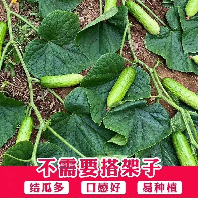 地爬黄瓜种子家庭阳台小院盆栽地栽四季种植