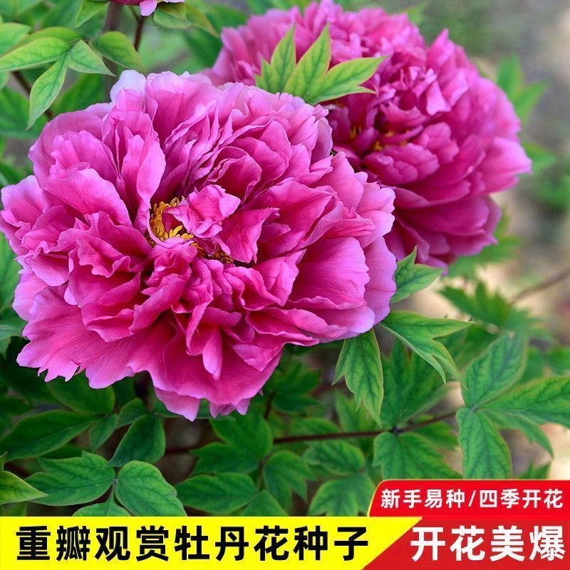 重瓣牡丹花种子正宗洛阳观赏大花牡丹种子盆栽室内外