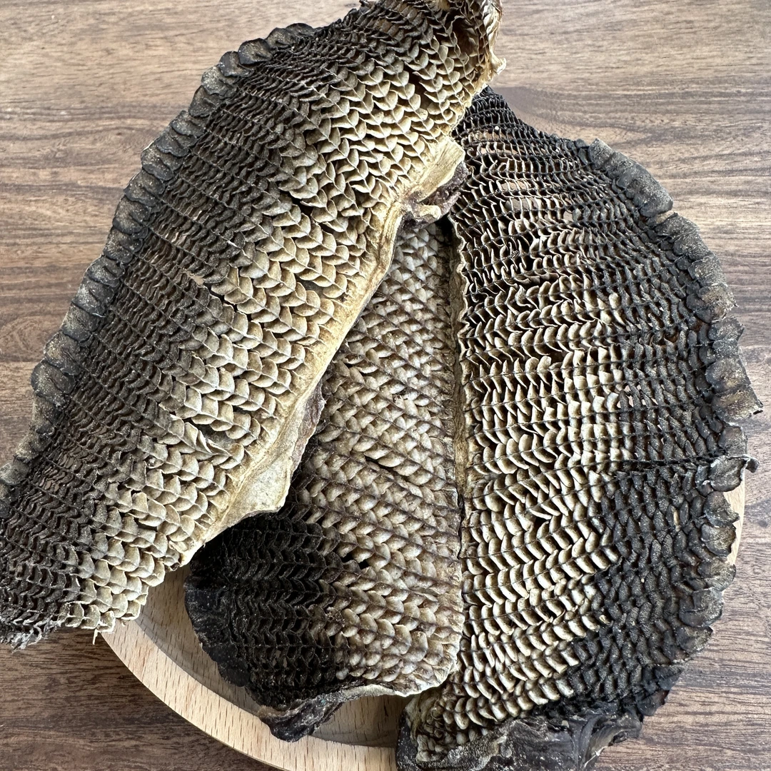 膨鱼 鳃 特大号 50g100g