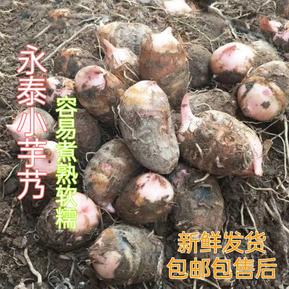 福建永泰自家种植红芽小芋头牛奶芋艿软糯香新鲜现挖2斤皮包邮