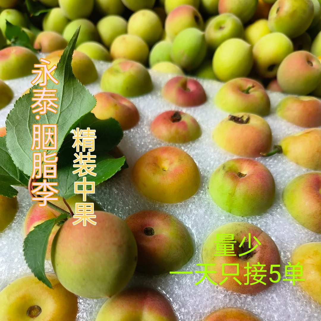 福建永泰胭脂梅青梅新鲜野生酸梅现摘现发泡酒梅子露中果5斤包邮