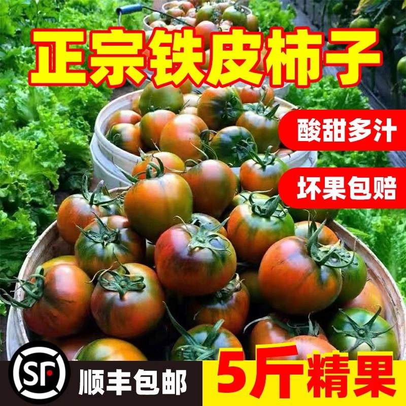 正宗铁皮草莓铁皮柿子5斤盘锦碱地铁皮柿子自然熟西红柿水果番茄
