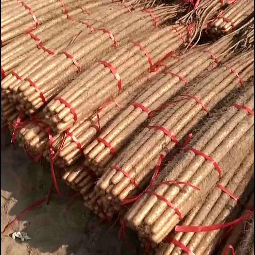铁棍山药河南垆土淮山药小白嘴铁杆怀山药新鲜蔬菜口感粉糯包邮