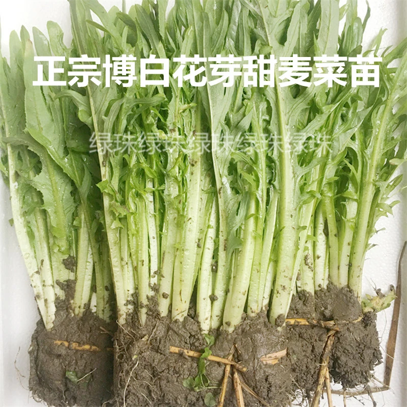 正宗广西博白甜麦苗甜麦菜种苗栽种新鲜容易带根泥发货四季盘栽