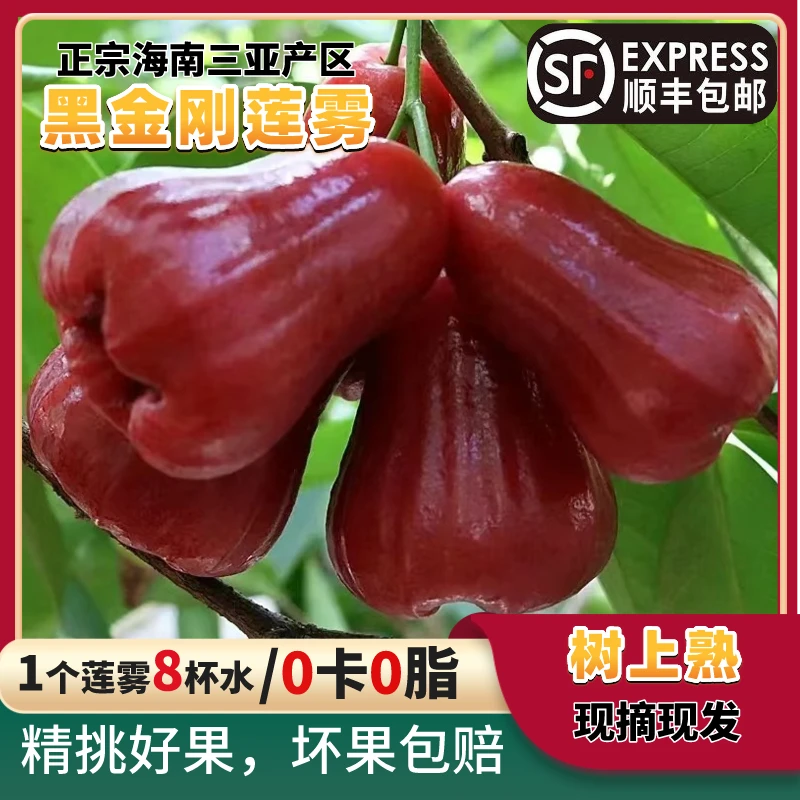 【黑金刚莲雾果】精品带礼盒正宗三亚产地热带水果香甜新鲜多汁脆爽