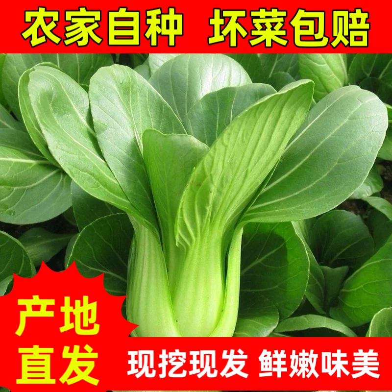 河南农家自种上海青菜新鲜蔬菜现摘现发鲜嫩味美