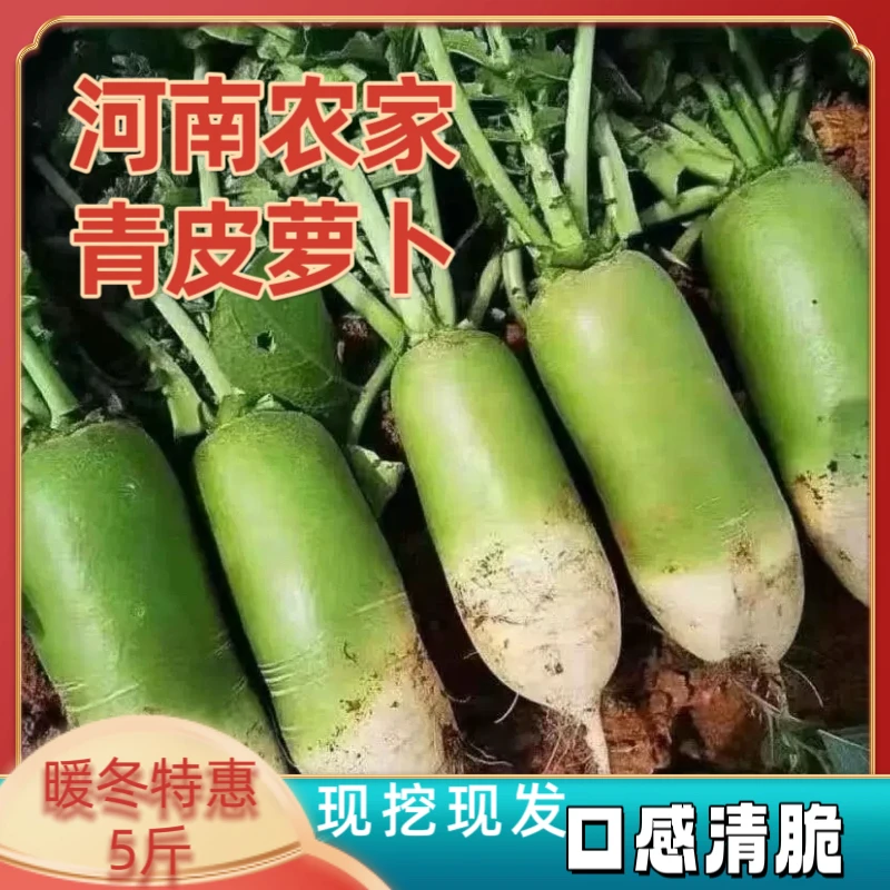 河南农家新鲜现挖青萝卜白萝卜农家自种清脆多汁水果生吃