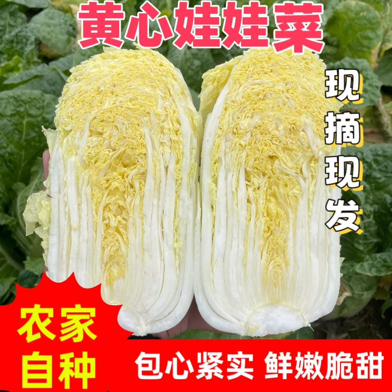 河南农家自种新鲜黄心娃娃菜现摘现发露天霜冻口感脆嫩清甜