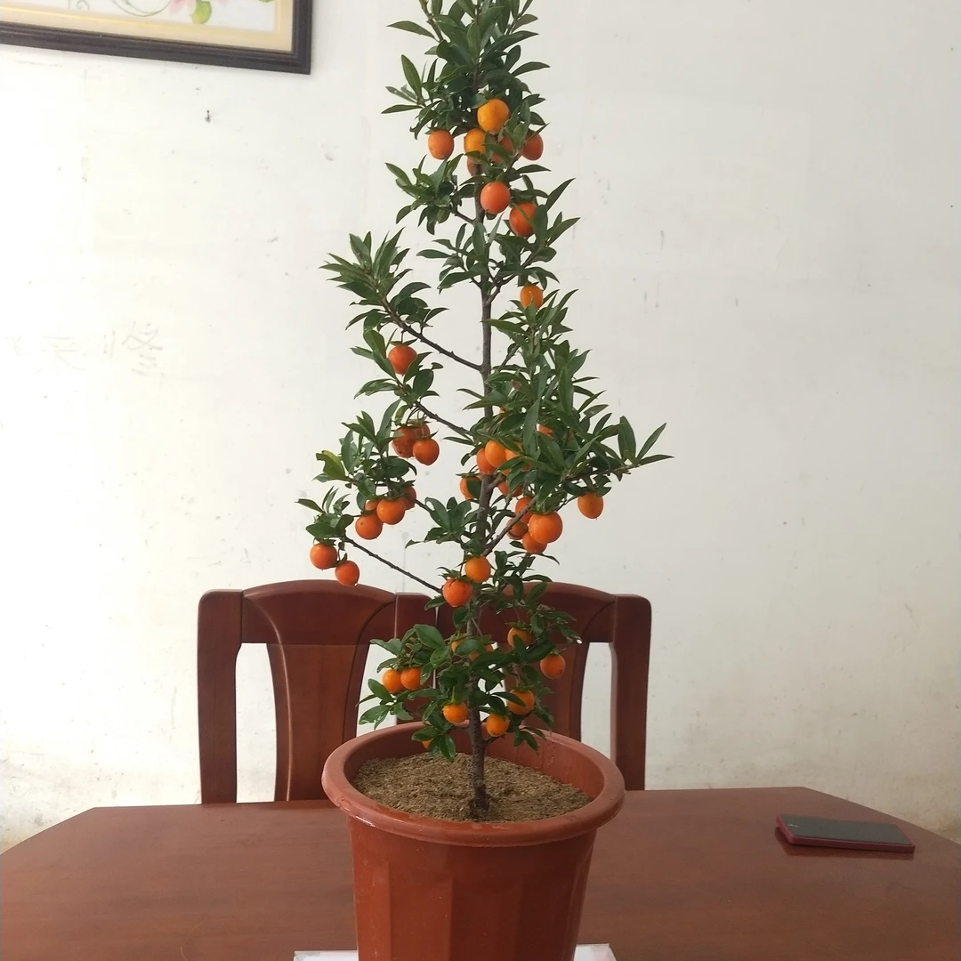 金弹子盆景绿植金弹子挂果阳台小盆栽