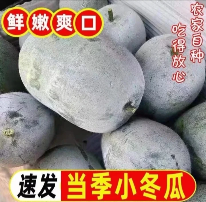 河南本地露天种值迷你水果小冬瓜5斤装包邮
