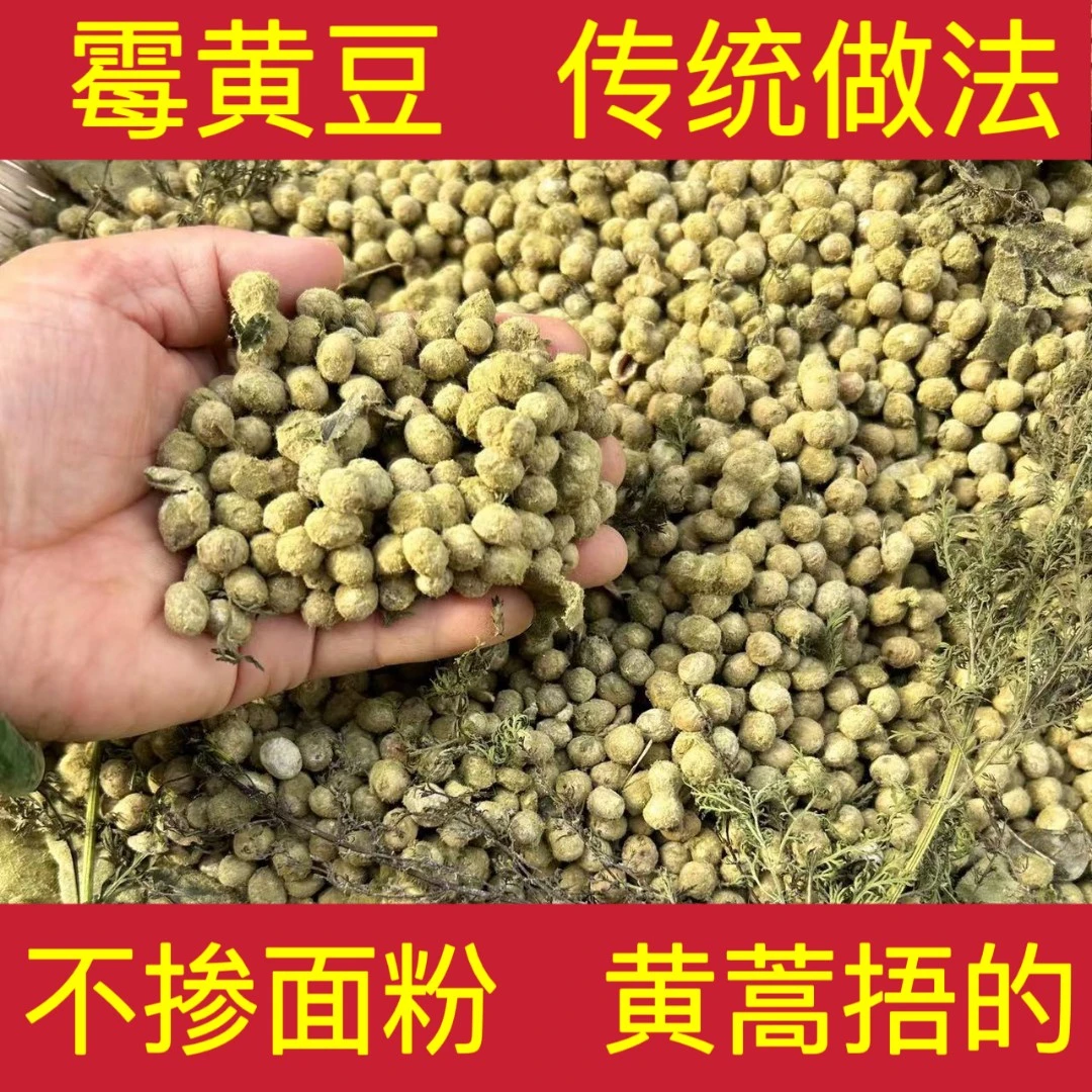 绿毛熟霉黄豆子 炒制  做西瓜酱  辣椒酱 黄豆酱 自然发酵 原料
