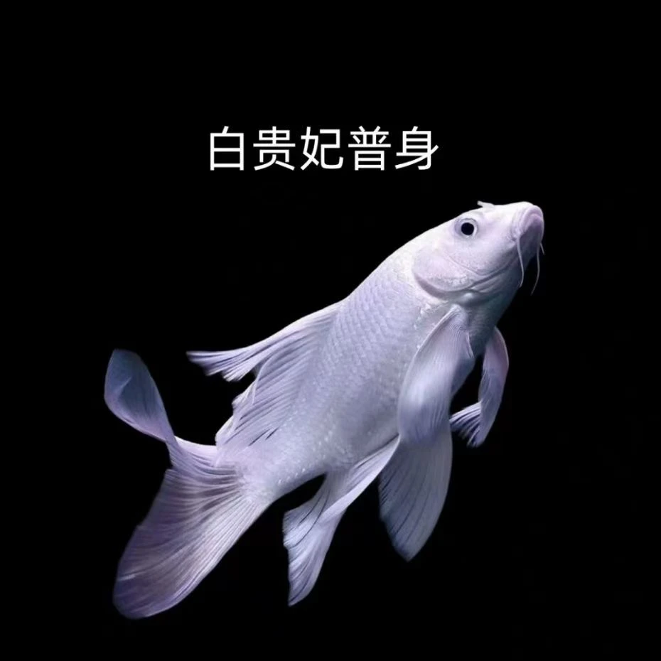 纯种蝴蝶鲤鱼白色普身贵妃体观赏鱼精品混养饲养养殖发货耐活