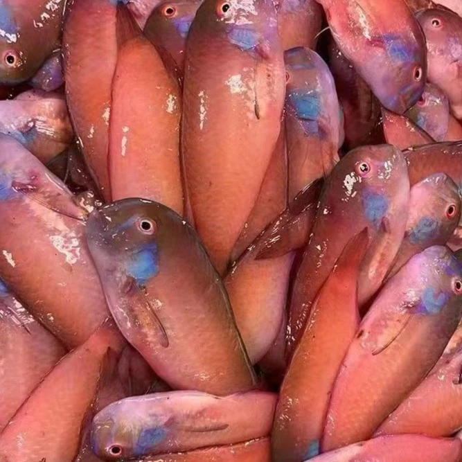 惠来神泉港 红心仔 5斤装！