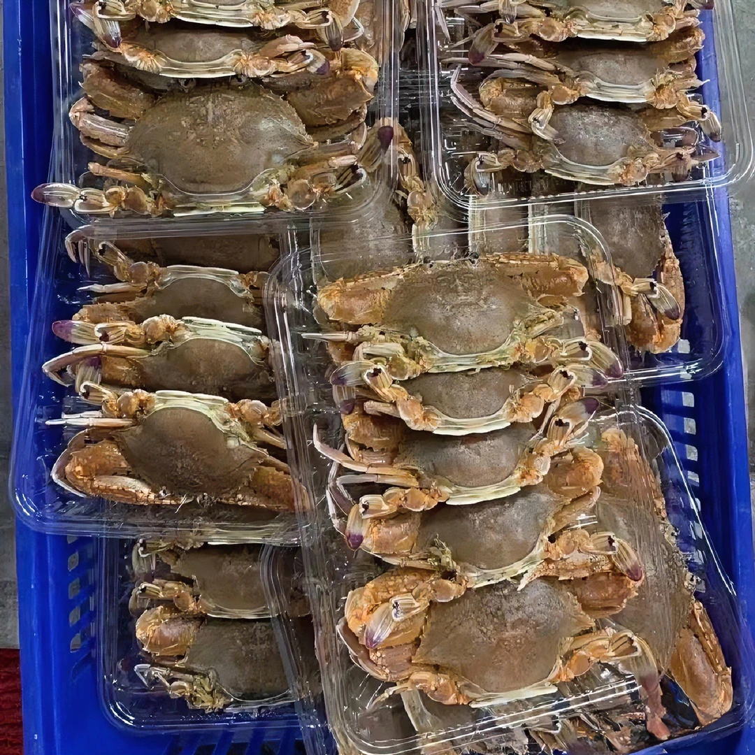 惠来神泉本港 牛达蟹 丁排肉蟹5-10斤
