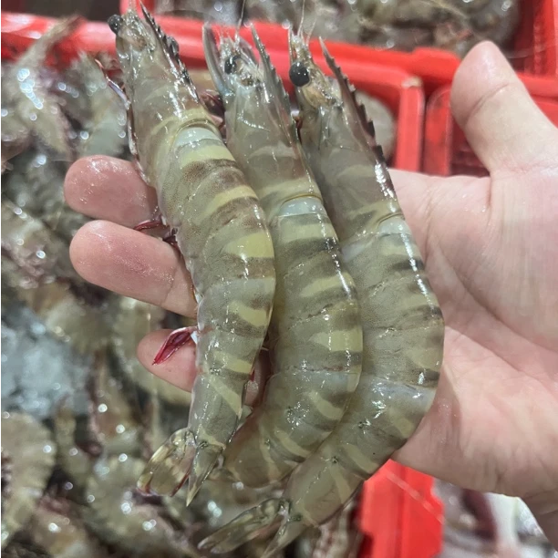 神泉本港 野生墨虾(红爪虾) 3-5斤