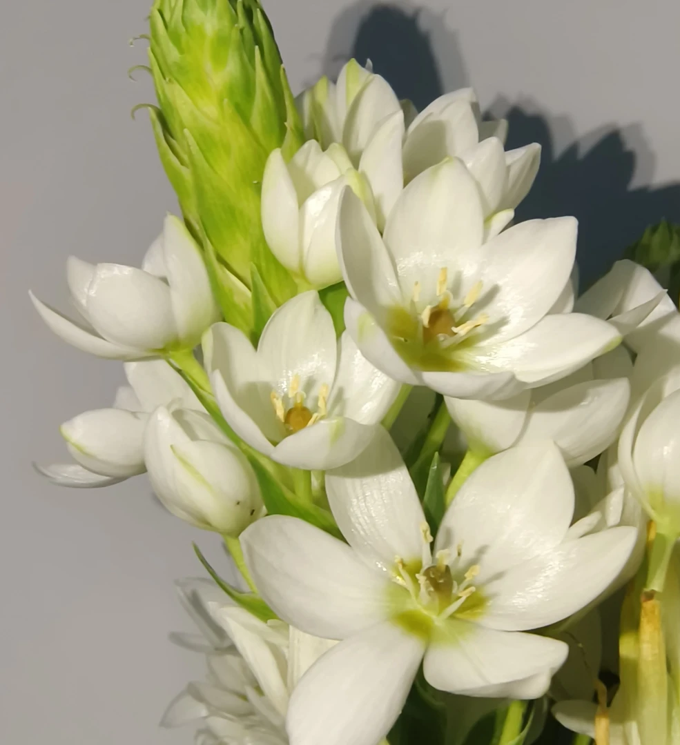 圣心百合 雀梅  花期长 白净清爽  耐养纯洁华丽 可爱爆花