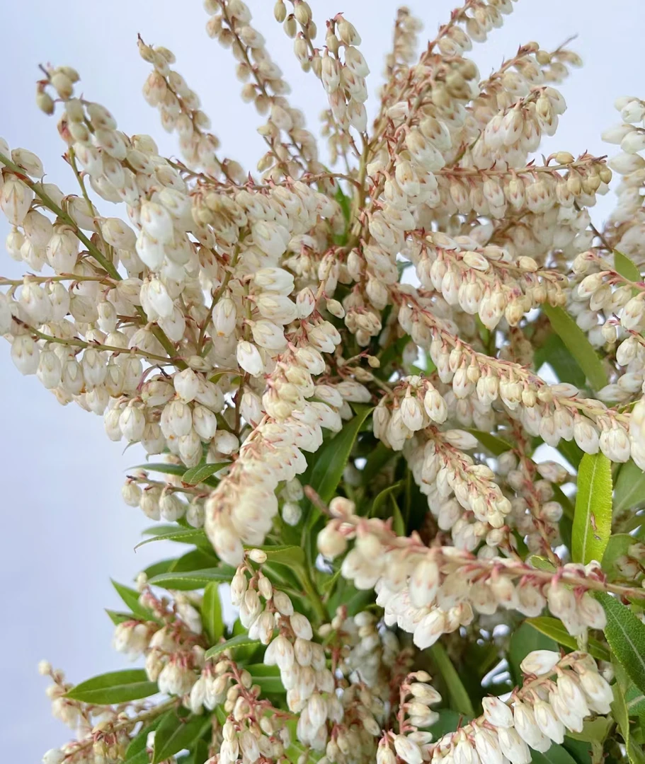 山里红 山里白（淡淡甜香味） 大山深处的小精灵
