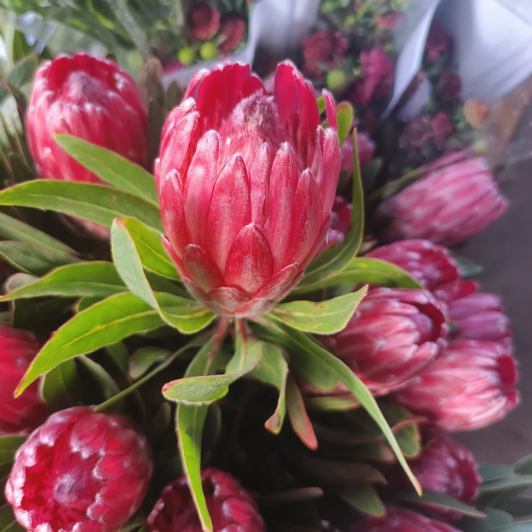 南非进口花材 公主花 皇后花可做永生干花(注两件起发)