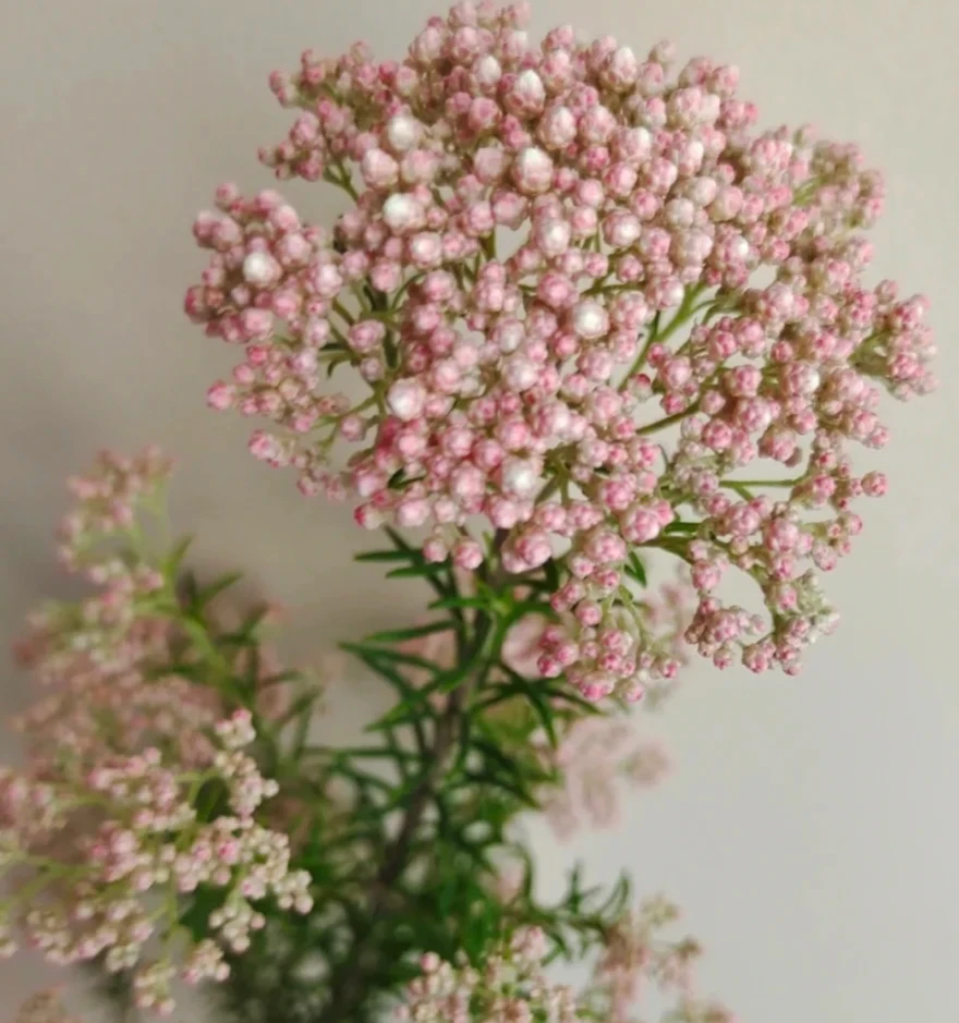 小米花  灵动可爱温柔  待机时间长  可做永生干花