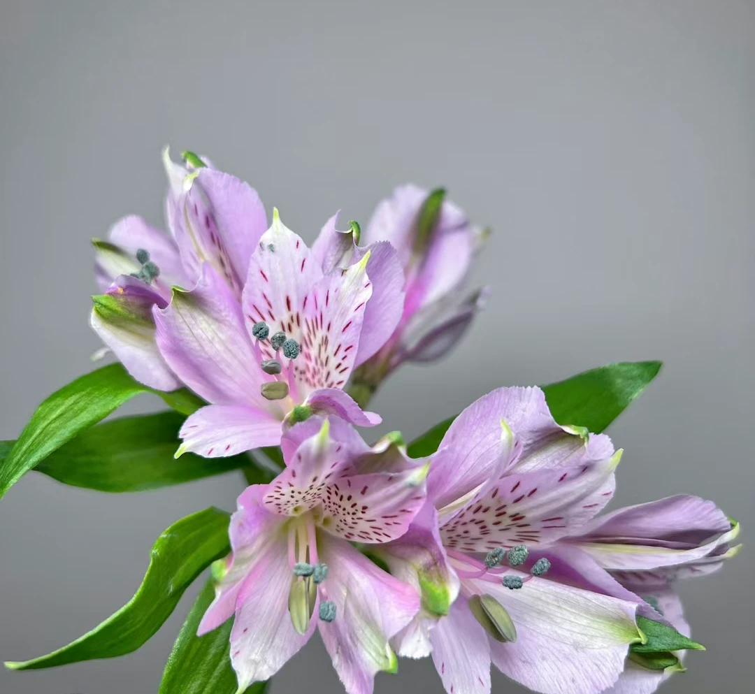 水仙百合（六出花）   花期长易打理   适合新手养花小白