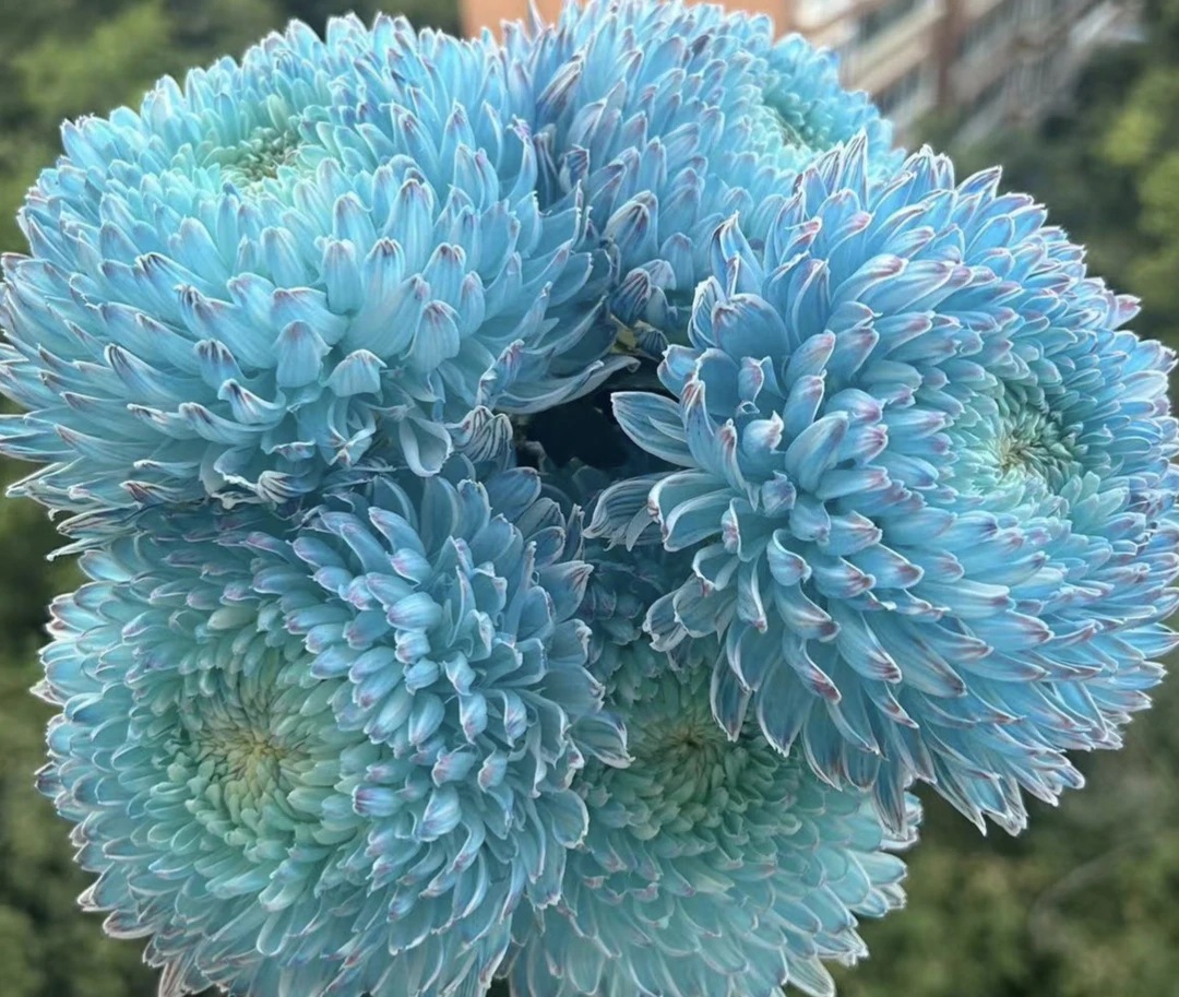 牡丹菊  端庄大方 雍华富贵（花期一个月左右）