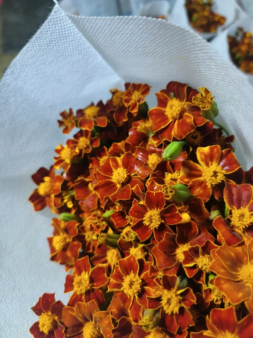 小金菊   油画小菊小灵动金黄色  上新款鲜切花