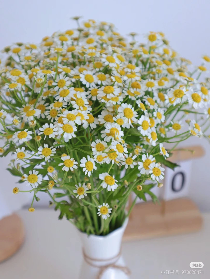 //农夫精选//洋甘菊，云南基地直发