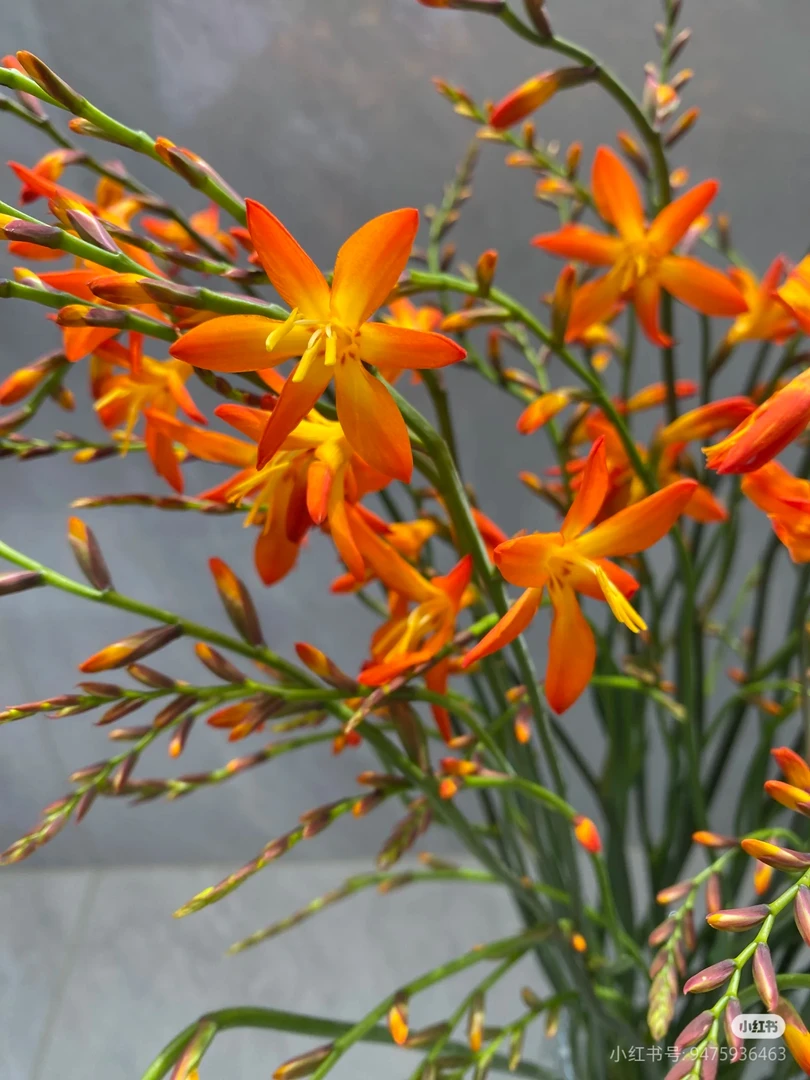 火焰兰，云南基地直发
