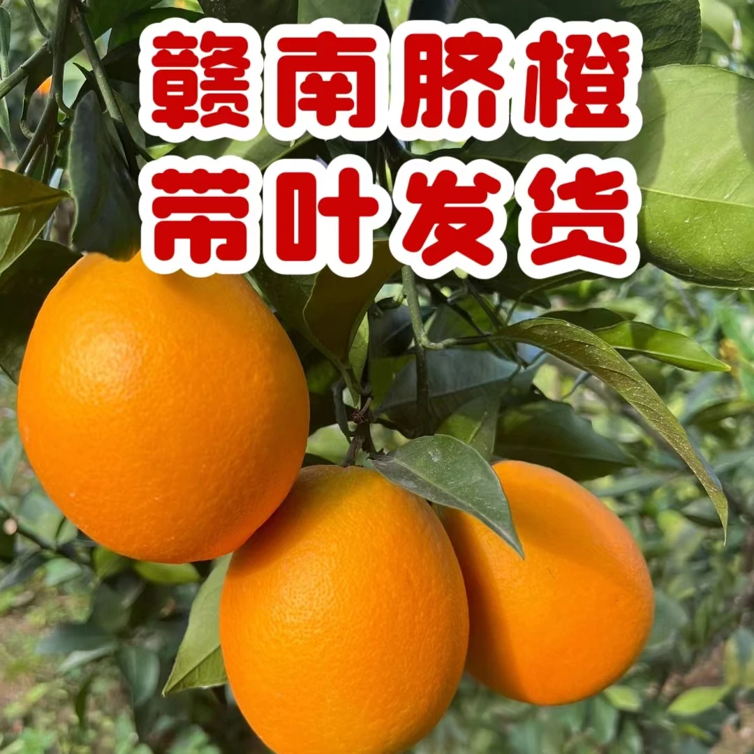 正宗赣南脐橙甜脐橙江西赣州市寻乌【带箱5斤/10斤产地现摘直发】