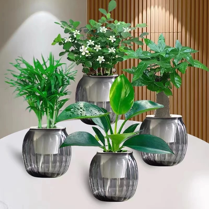 【买三送一】水培绿植四件套家居净化空气发财树椰子金钻绿植九里香