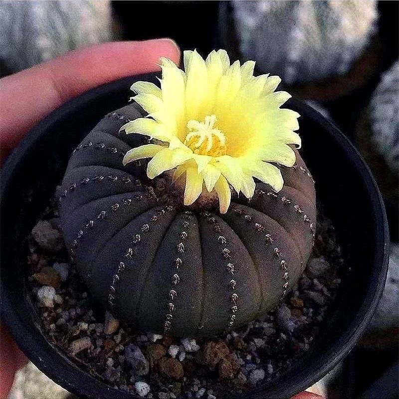 会开花的大型侍童好养护