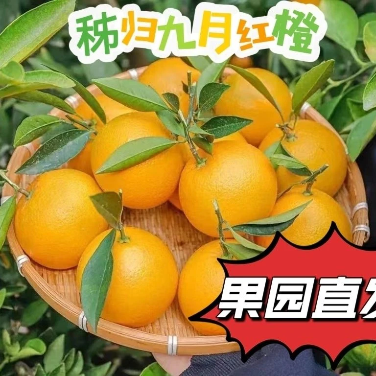 九月红果冻橙新鲜采摘香甜多汁自然成熟产地直发