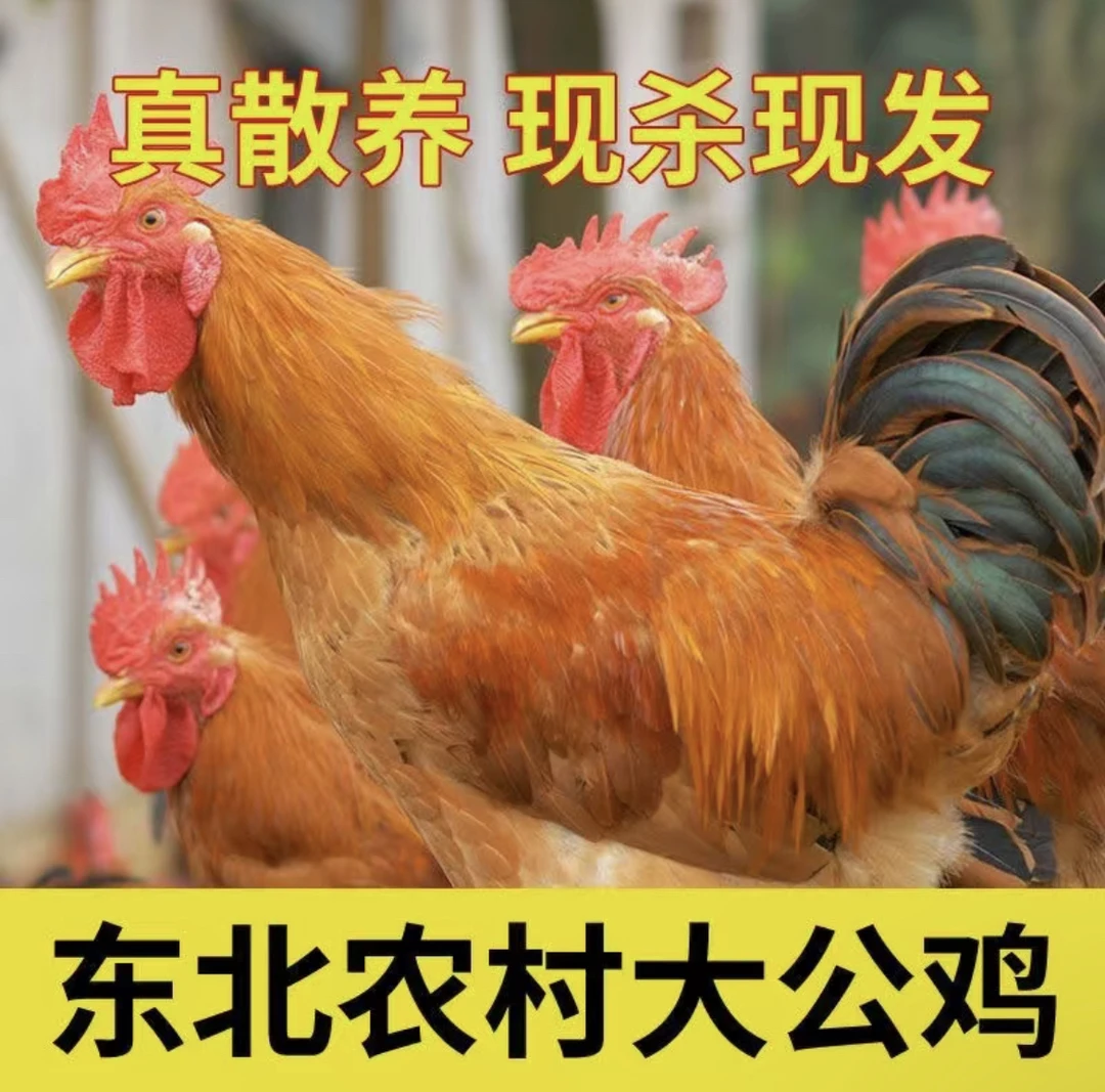 【黑凤送鱼】散养黑腿溜达鸡2只7.5斤左右+2条黄金鲅鱼 +2袋鸡下货