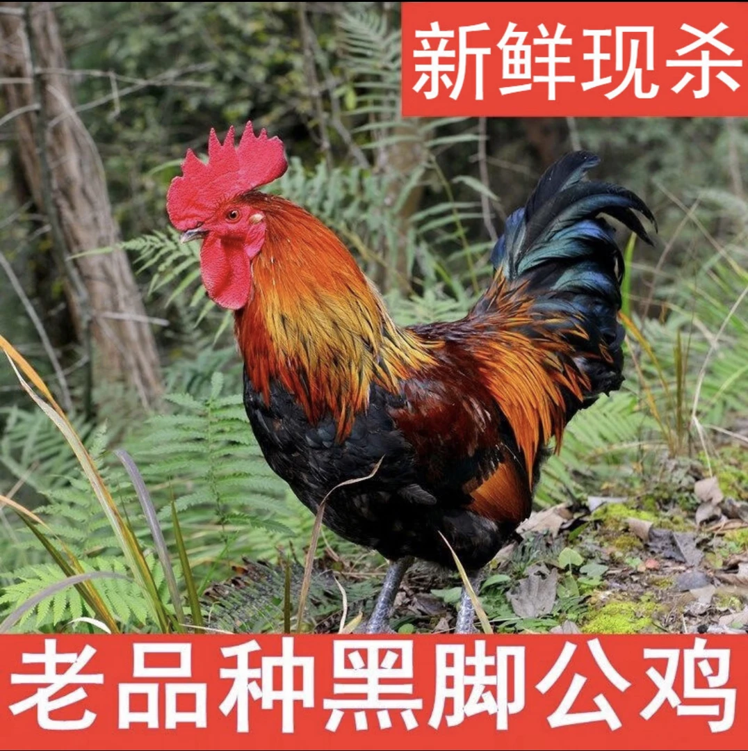 散养黑腿溜达鸡2只7.5斤左右+2袋鸡下货+2袋葫芦条【共8斤左右】