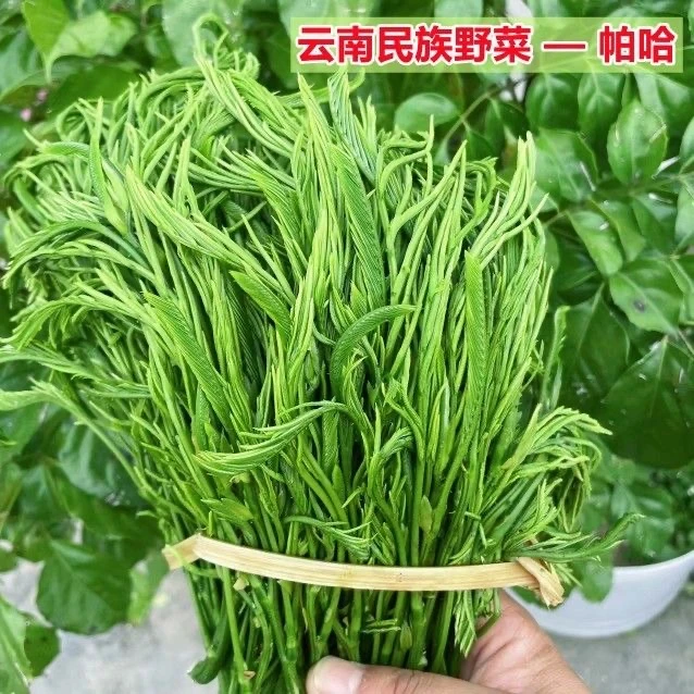 云南臭菜羽叶金合欢德宏傣族绿叶宴帕哈炒鸡蛋重口味蔬菜新鲜1斤