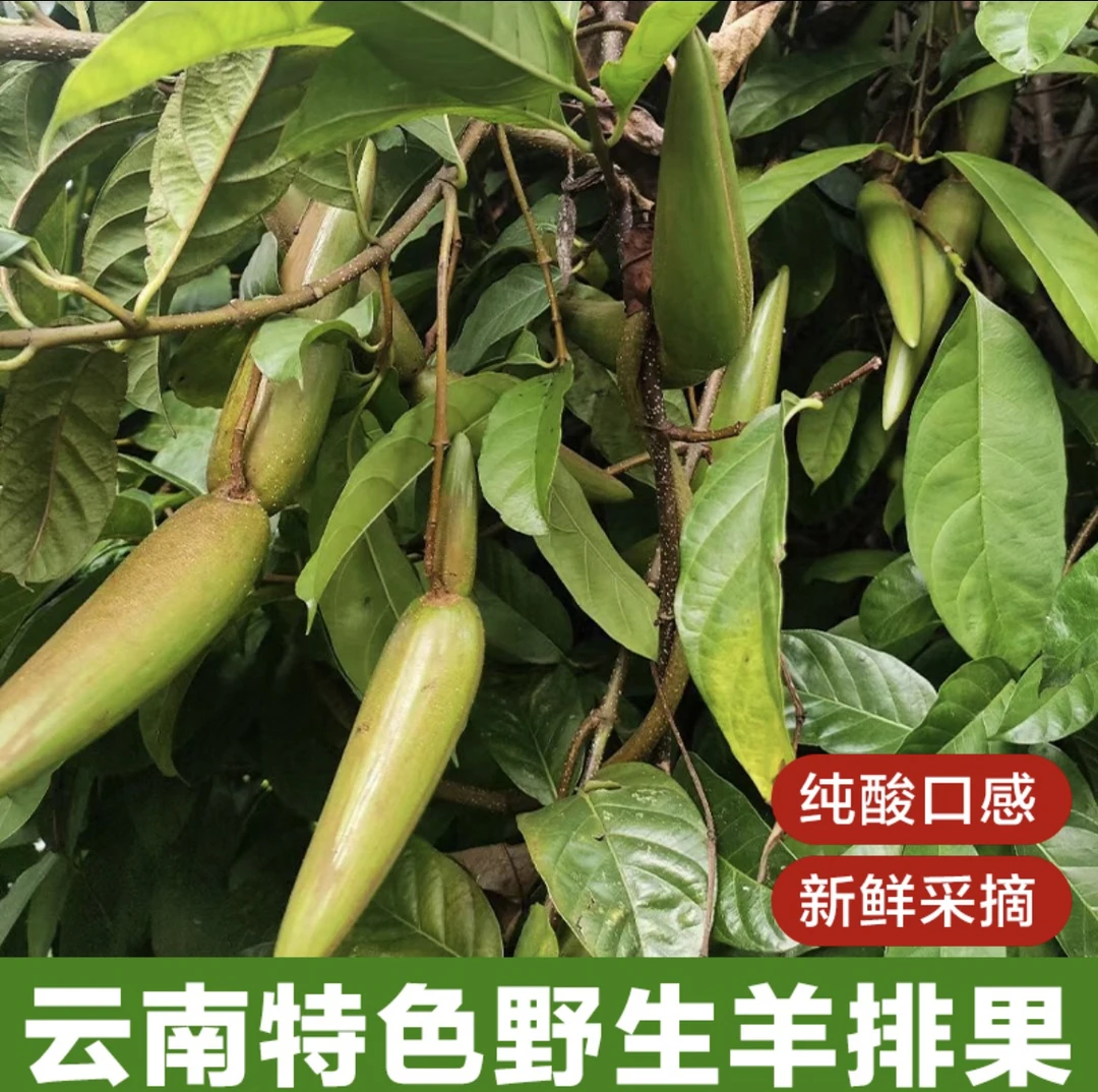 云南特产野生农产品新鲜鲜羊该羊排果孕妇凉拌生吃上送火烧辣椒面