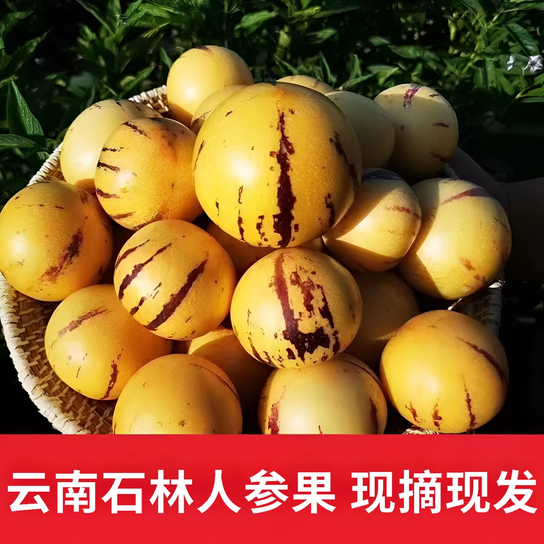 石林人参果圆果新鲜水果鲜甜多汁现摘皮薄清甜3-5斤产品有坏包赔
