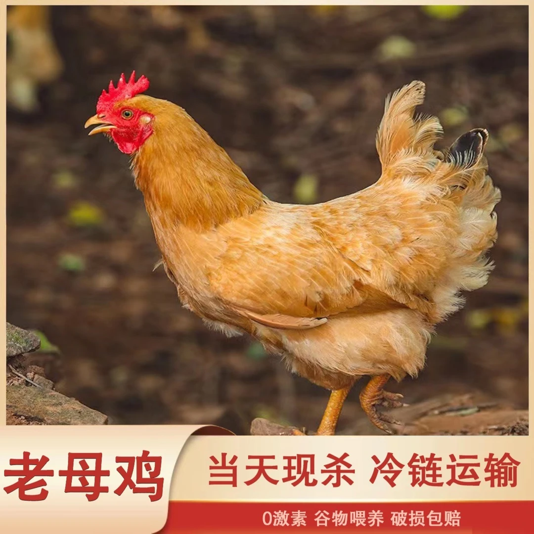 【买一送一，两只冷冻老母鸡】农家天然散养现杀土鸡老母鸡单只约3斤